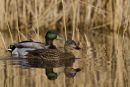 Pair_of_Mallard_Ducks